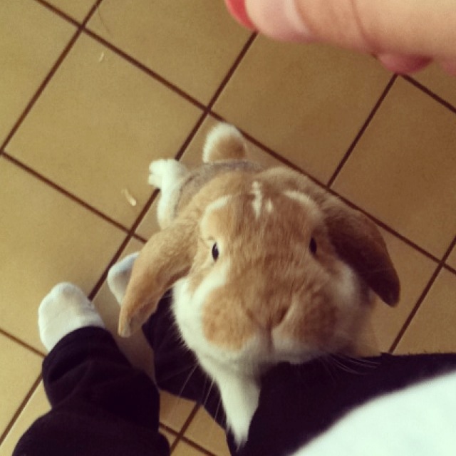 RabbitEveryHour's tweet photo. https://t.co/SXFNh1tnX5