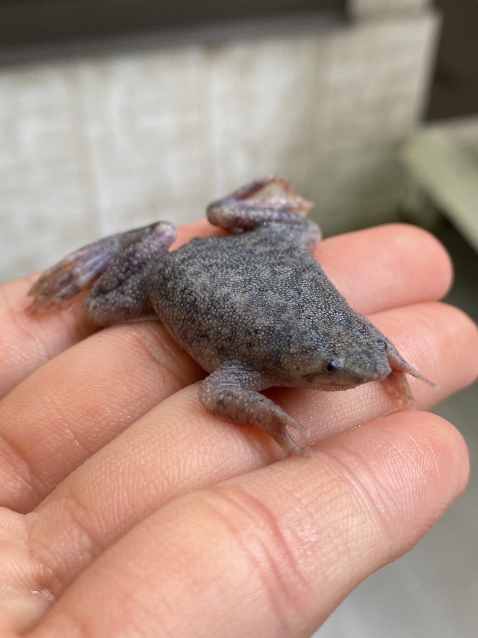 爬虫類倶楽部 仙台店 本アカウント 新入荷生体紹介 ピパパルヴァ 有名なピパピパの仲間であるこちらのカエル マメピパとも呼ばれており その名の通りコモリガエルの中では最も小型のカエルです 産卵方法は少し衝撃的ですが 正面から見ると意外と