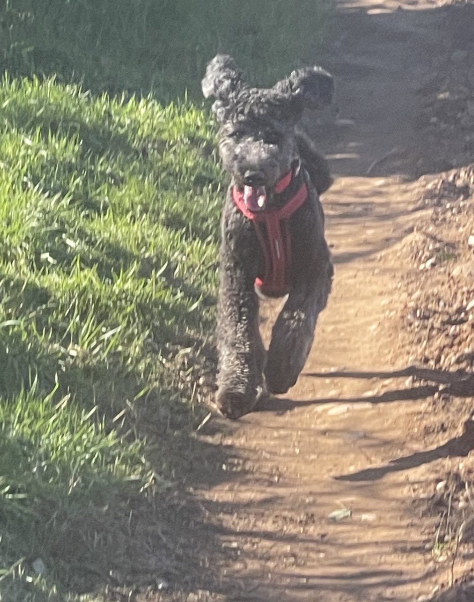 _GoldenDoodle2's tweet photo. Me just loving life 😊❤️ @_GoldenDoodle1 @lisahallett27 @_KickCass https://t.co/jAFHQXlAHF