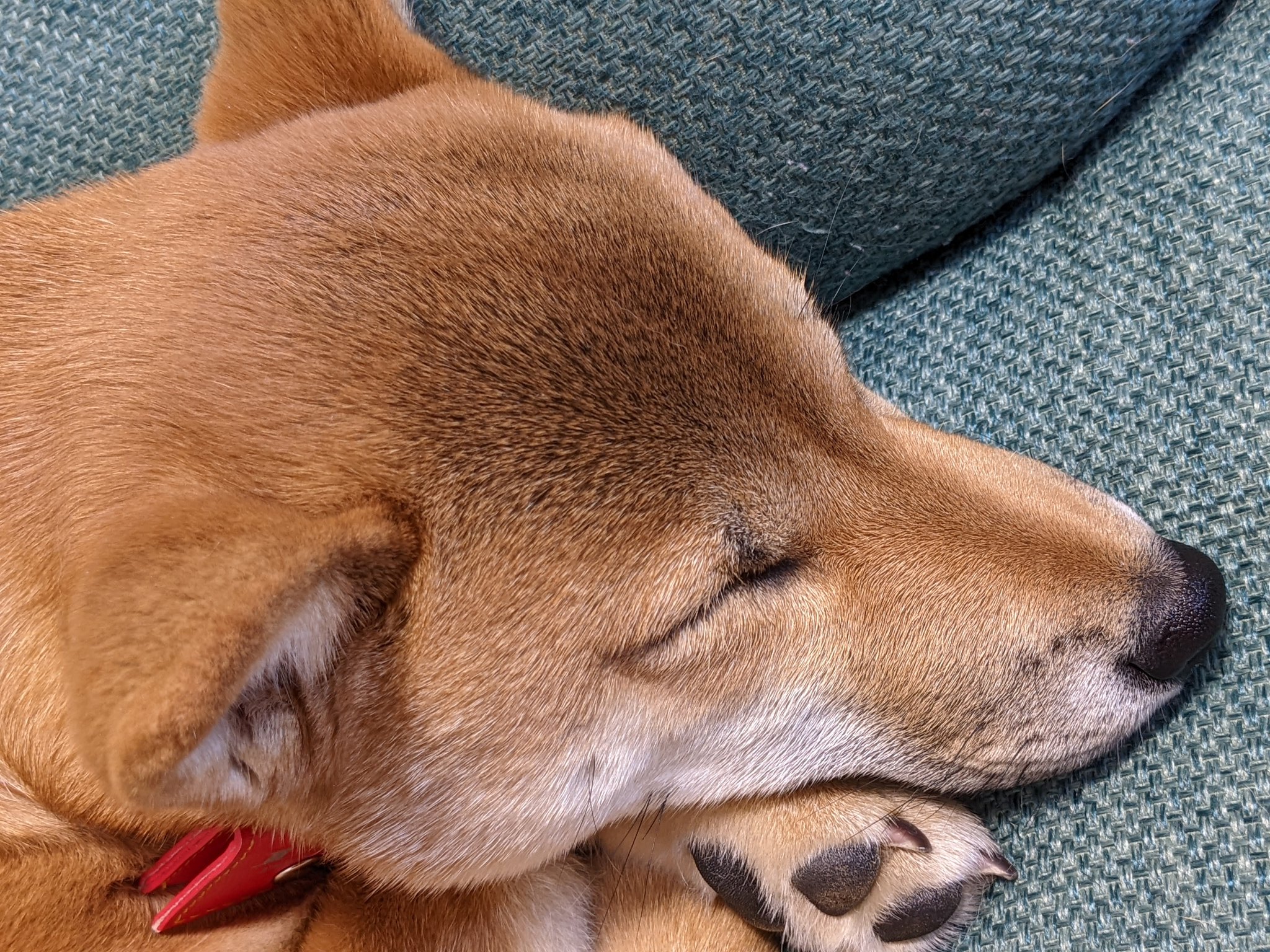 もふきち なぜ人間の目やには黄色くて 犬の目やには黒いんだろう ググっても 犬の目やに こんな色は要注意 みたいな話しか出てこなくて分からない もっとこう 目やにの成分とかできるメカニズムとかの違いを知りたかったのに T Co