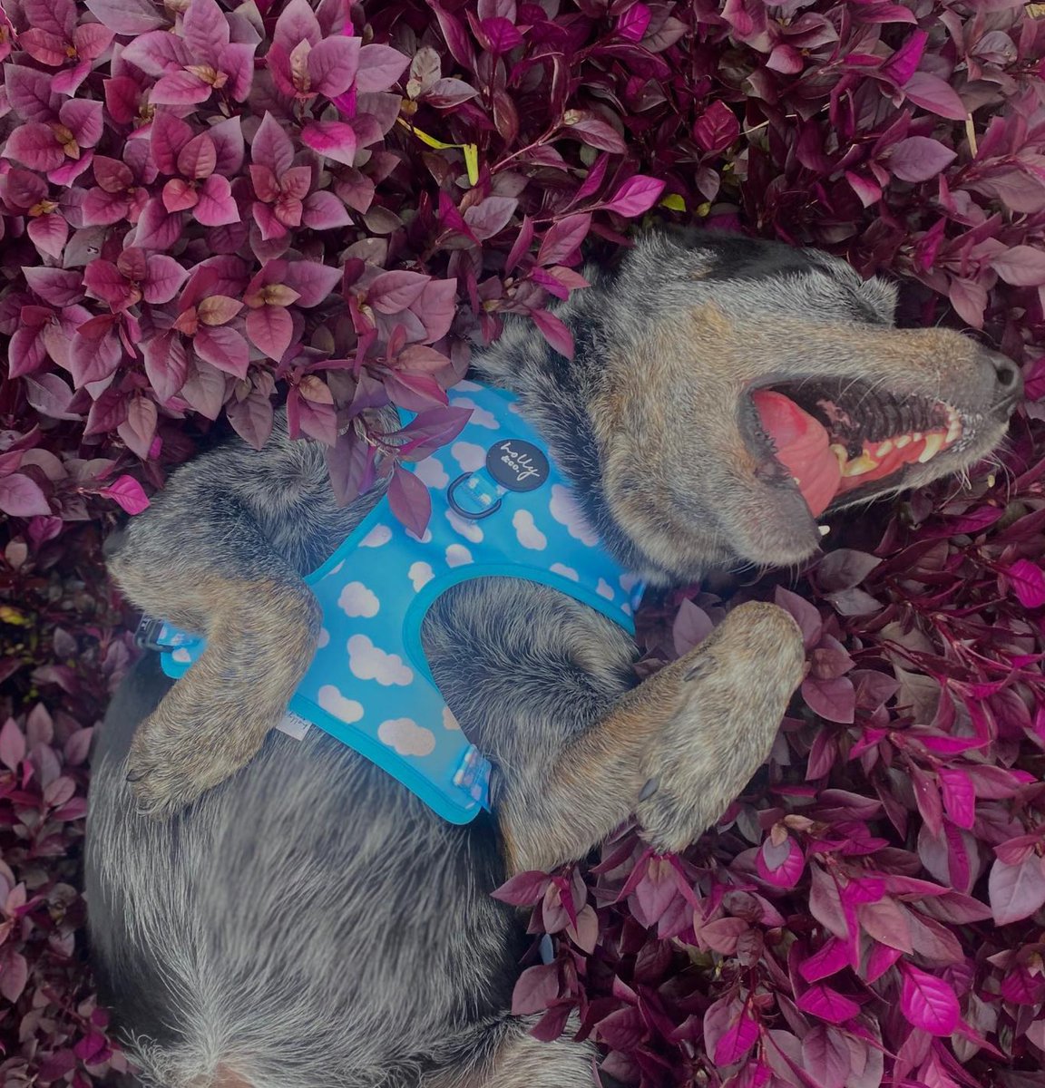 heelersbot's tweet photo. https://t.co/MYHrJStccc