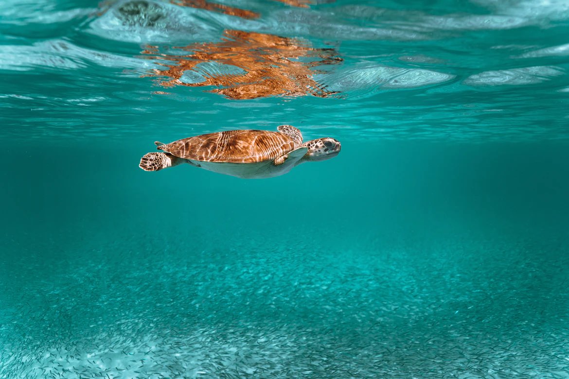 "With every drop of water you drink, every breath you take, you're connected to the sea. No matter where on Earth you live." <a href="/SylviaEarle/">Sylvia A. Earle</a>

Photo by David Troeger