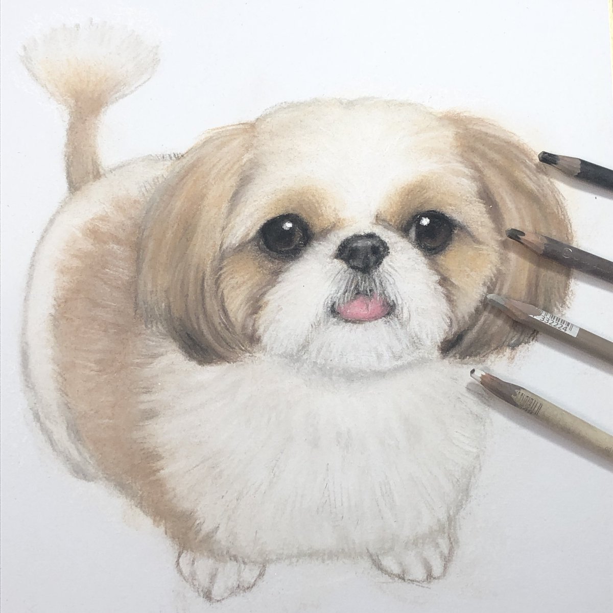 Twoucan シーズー の注目ツイート イラスト マンガ