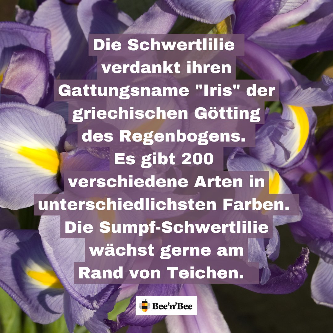 beenbee_ch's tweet photo. Seltene Libellen und Frösche, bedrohte Pflanzen wie Schwertlilien und Mädesüss: Auf dem Areal von Maja Grunder im Thurgau soll ein naturnaher Teich angelegt werden – mit viel Engagement und eurer Hilfe.
.
.
🐝🌼🐝 
https://t.co/WZSlS3RTUc

#beenbee #crowdfunding #biodiversität https://t.co/Lv5ejgQet4