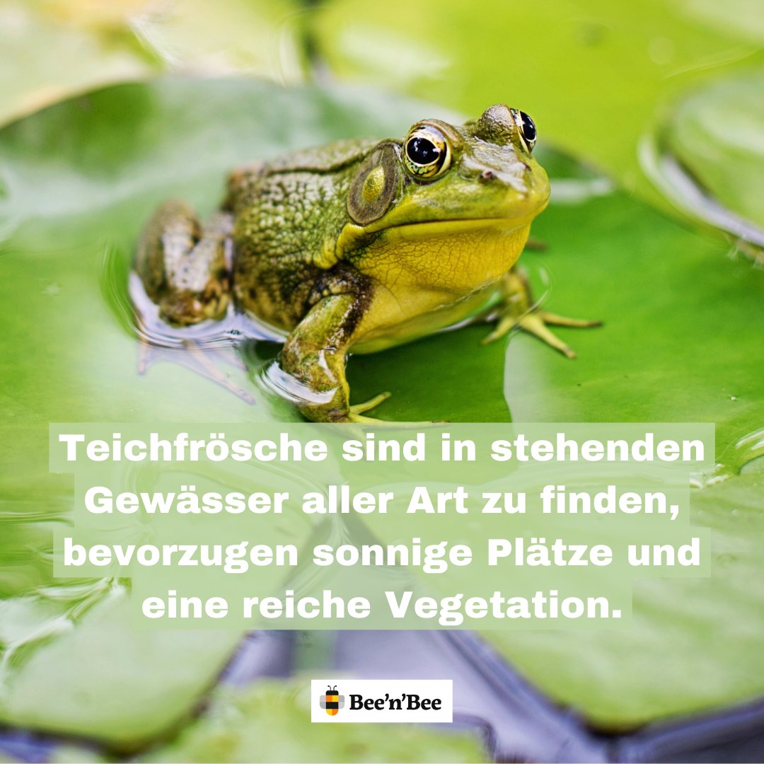 beenbee_ch's tweet photo. Seltene Libellen und Frösche, bedrohte Pflanzen wie Schwertlilien und Mädesüss: Auf dem Areal von Maja Grunder im Thurgau soll ein naturnaher Teich angelegt werden – mit viel Engagement und eurer Hilfe.
.
.
🐝🌼🐝 
https://t.co/WZSlS3RTUc

#beenbee #crowdfunding #biodiversität https://t.co/Lv5ejgQet4