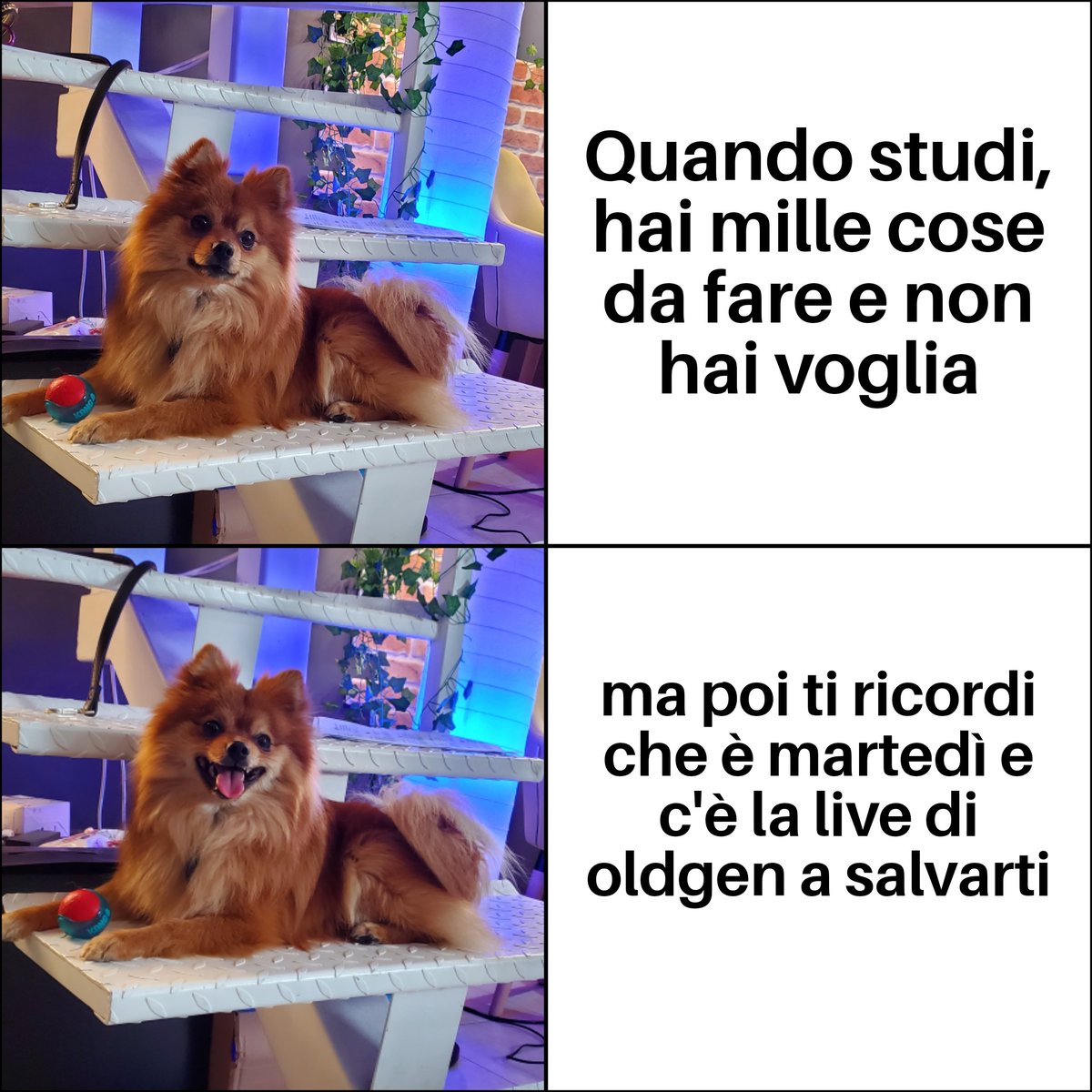 Quei2SulServer's tweet photo. Siamo tutti un po' Fry!
Non dimenticatevi la live alle 16:30 🕟

#queiduesulserver #meme #happydog #dog #meme #community #live https://t.co/slHrDgbI9n