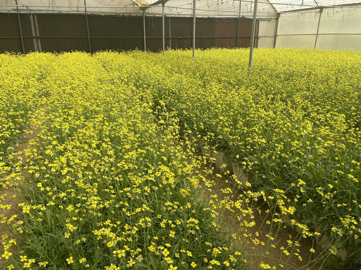 freshontable's tweet photo. Chef Olivier Belliard , culinary director at @JAresorts  visits some of our farms in #Ajman and #Sharjah to see some of the most amazing locally grown ingredients that we source farm to table. 

#substainability #local #farms #foodie #hotels #uae #freshontable https://t.co/RxDkSaAYEJ