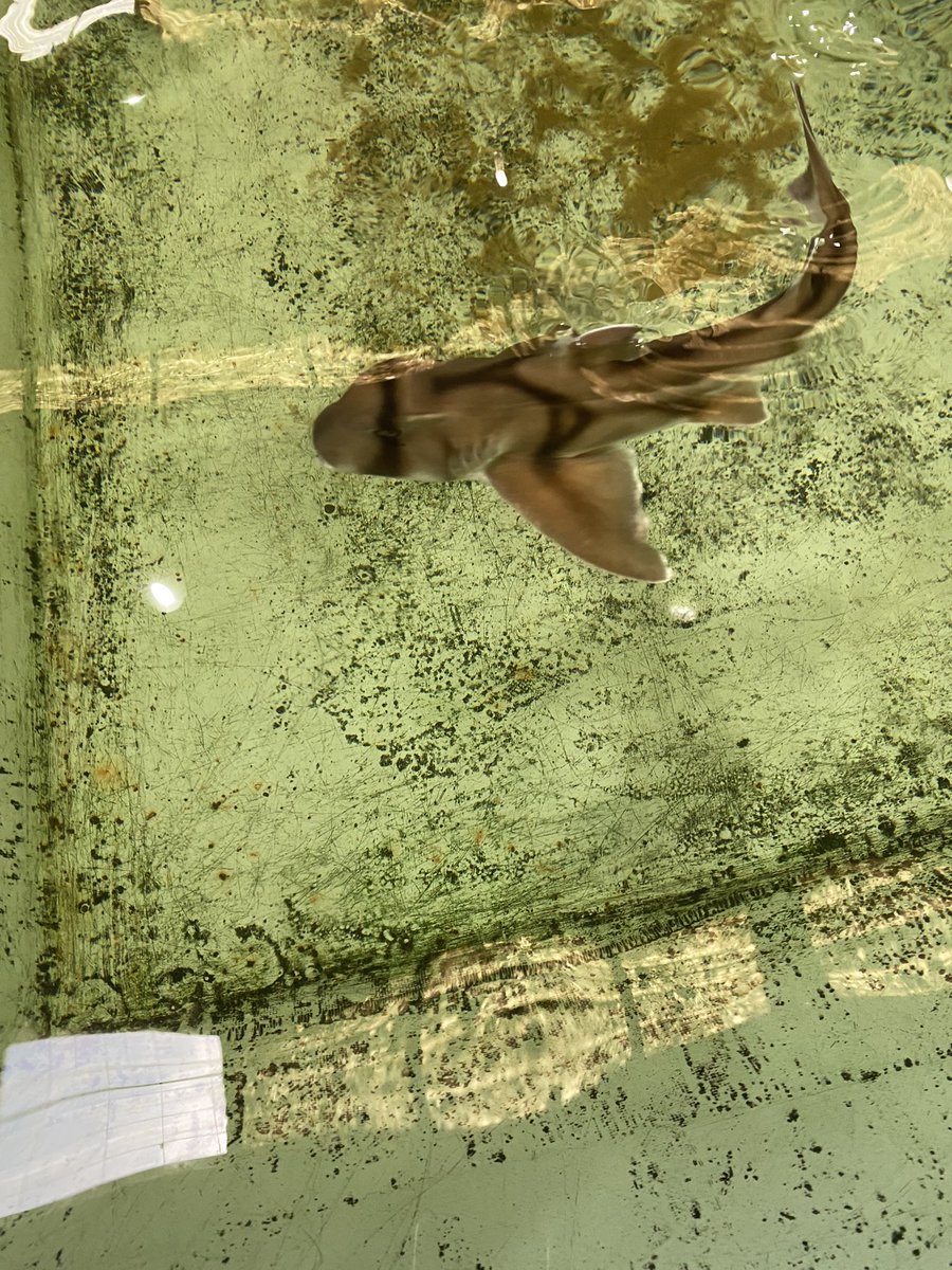 CatherineActive's tweet photo. Happy International Women’s Day. There are dreadful floods in Queensland and NSW. Stay safe. Had a trip to Port Stephens. Petting baby sharks and rays is exceptional experience. They won’t hurt you and love to be tickled. https://t.co/shzDuMcruh