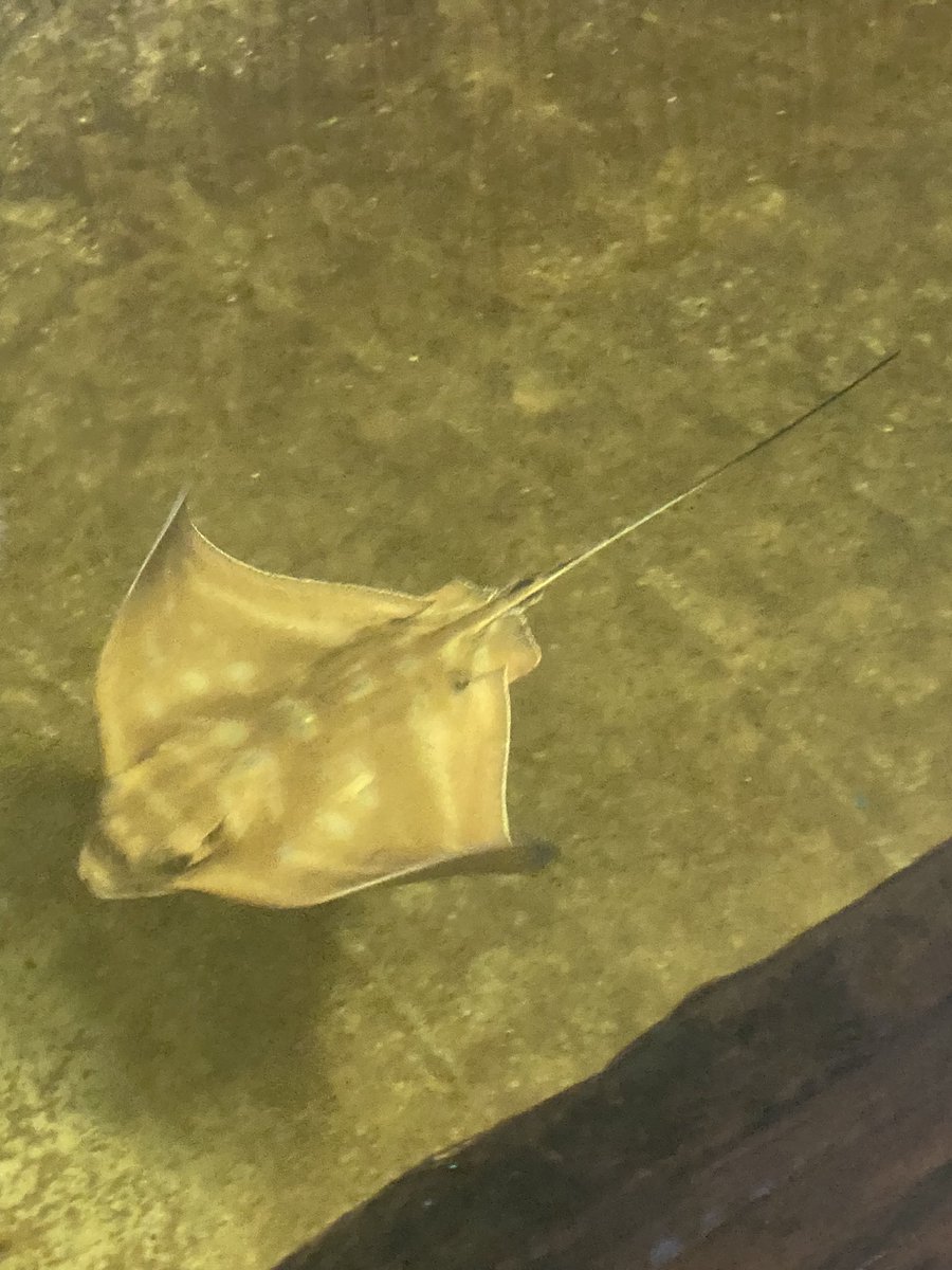 CatherineActive's tweet photo. Happy International Women’s Day. There are dreadful floods in Queensland and NSW. Stay safe. Had a trip to Port Stephens. Petting baby sharks and rays is exceptional experience. They won’t hurt you and love to be tickled. https://t.co/shzDuMcruh