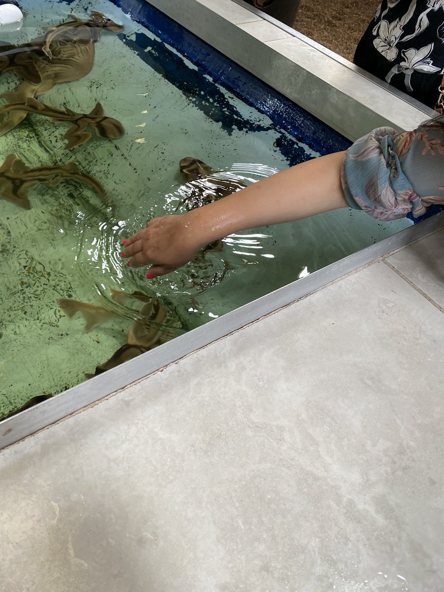CatherineActive's tweet photo. Happy International Women’s Day. There are dreadful floods in Queensland and NSW. Stay safe. Had a trip to Port Stephens. Petting baby sharks and rays is exceptional experience. They won’t hurt you and love to be tickled. https://t.co/shzDuMcruh