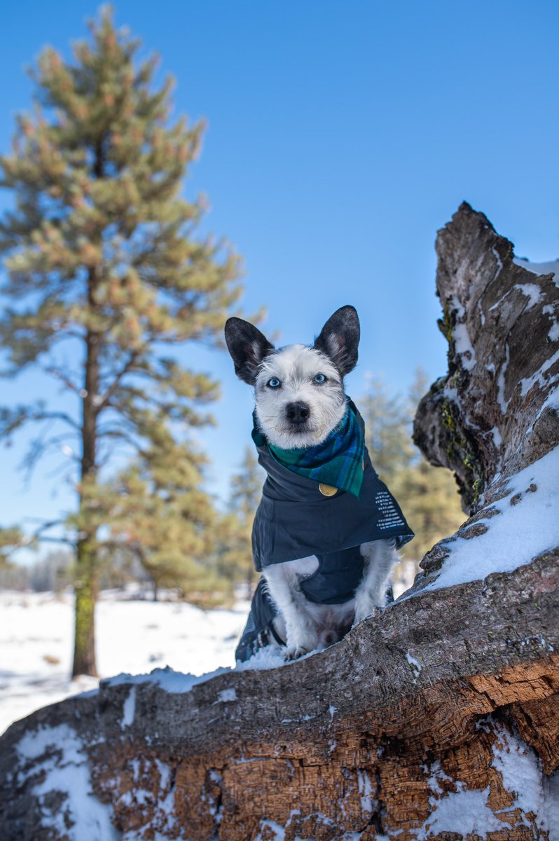 ZEPPELIN tweet media