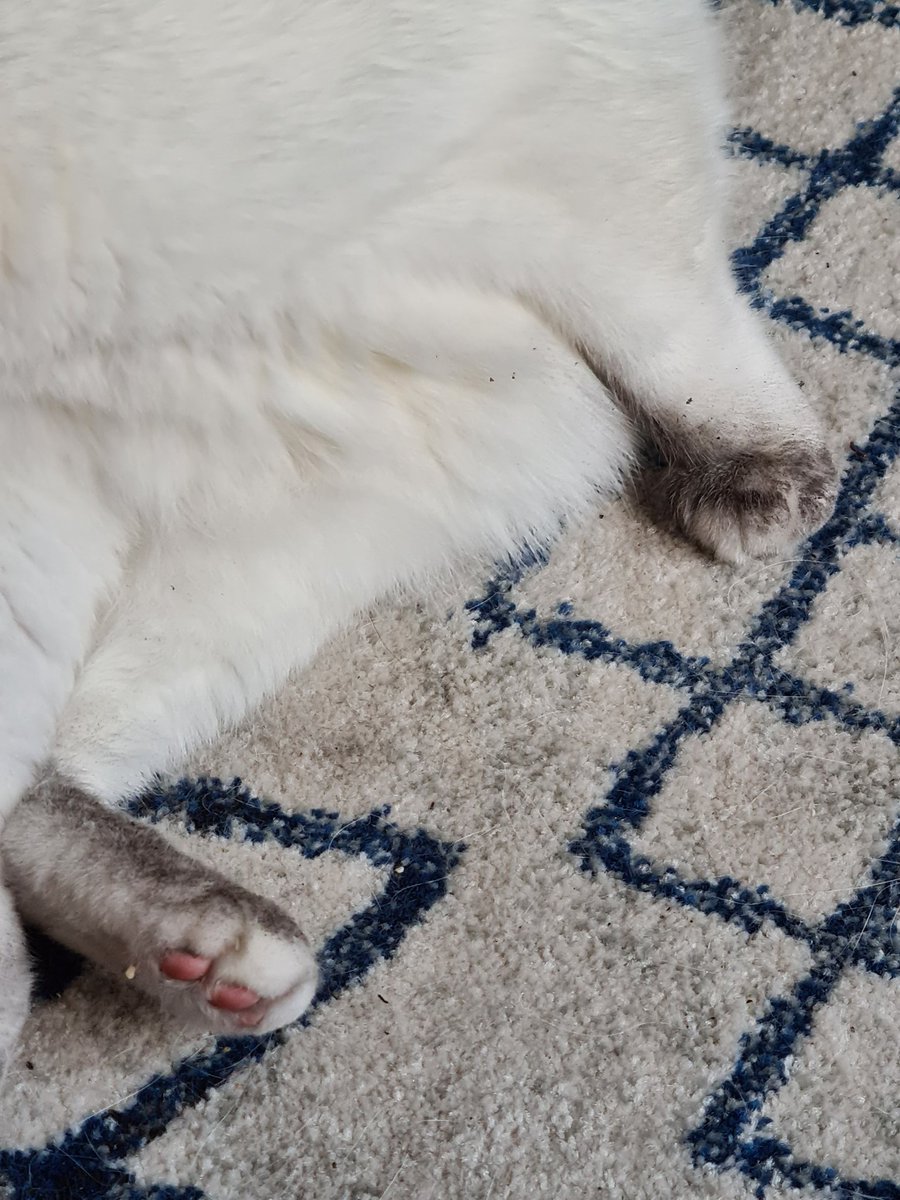 lindav1972's tweet photo. @ms_michellelaw Just discovered digging outside,  looks like he's wearing socks now. https://t.co/CVjglDLoG2