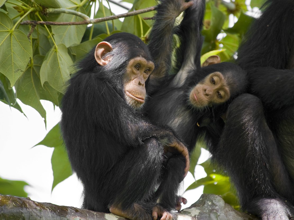 ShireenTurner's tweet photo. As part of my research for the Literature Review, I was able to learn about chimpanzee social intelligence and their abilities to establish cultural norms within their groups. #WhatIlearnedin39C https://t.co/89692pDOvO