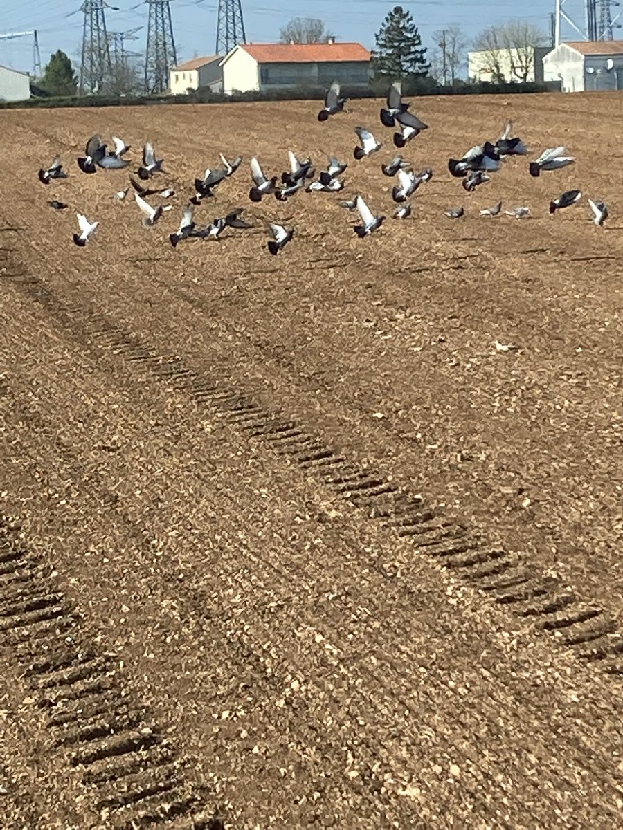 Simmonet tweet media