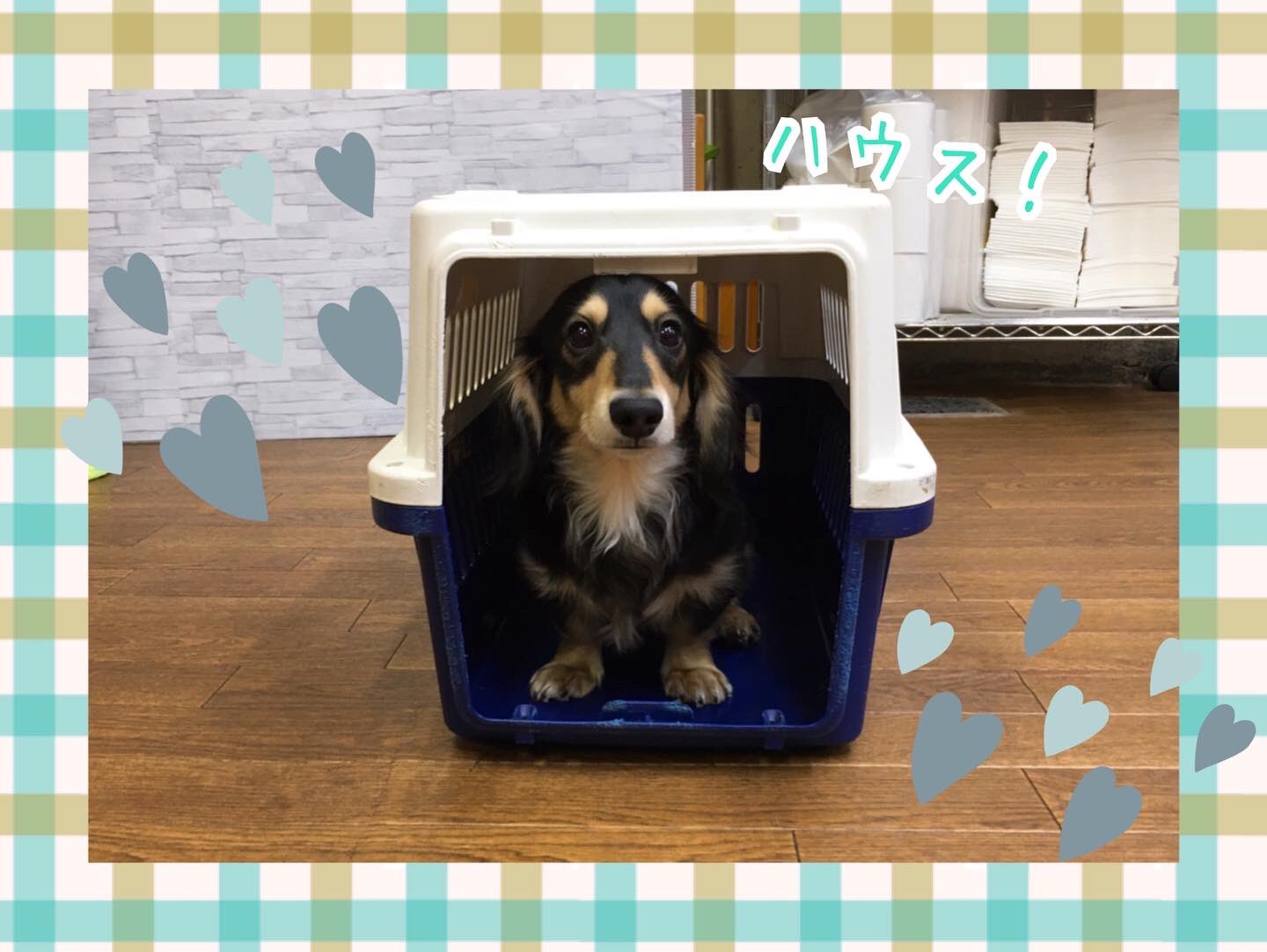 Ciao お友達と並んで号令トレーニングをしました ごろん ハウス などの号令トレーニングも頑張っています しつけ教室 犬の幼稚園 ドッグトレーナー ドッグスクール 中野区 ミニチュアダックスフンド Mix ワイマラナー 柴 カニヘン