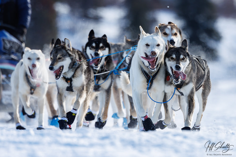 IditarodJeff's tweet photo. Paige Drobny dogs run on Puntilla Lake and I am still creating more images and audio of my FACES OF IDITAROD project. This includes Ali, a FIRST year volunteer. Her and 600+ others at https://t.co/SHuiCDOxHY
#iditarod #JeffSchultzPhotography #alaska #facesofiditarod #dogs https://t.co/TB2UQLtcTT