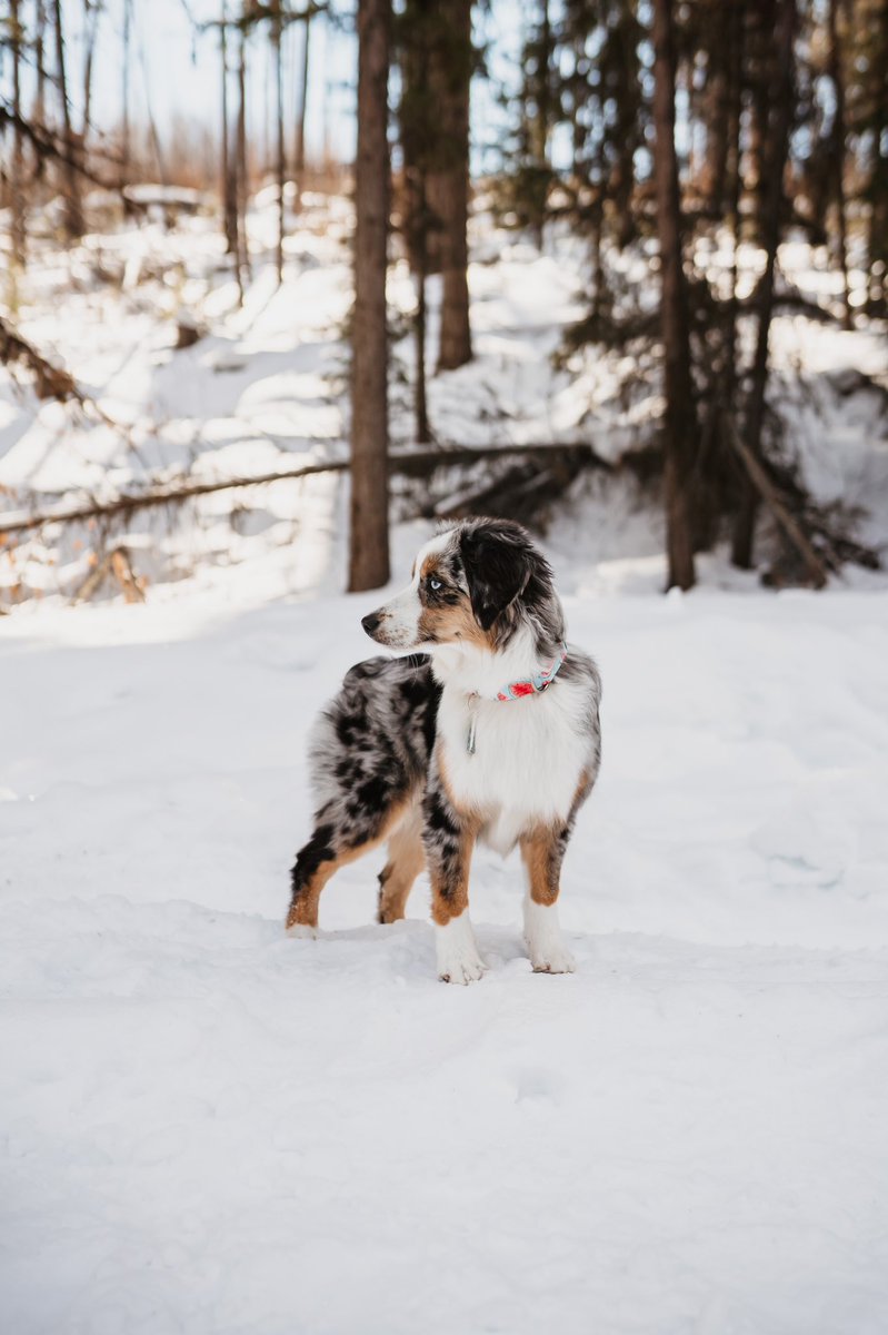 Any guesses on what he’s looking at??
#twitterdogcommunity #dogsoftwitter #dogsofinstagram