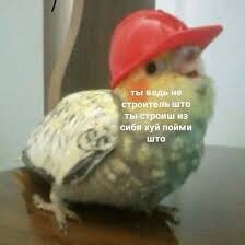 OfProsto's tweet photo. Тред с тупыми мемами с попугаями(:

#антипанiка #антитривога https://t.co/8oDXKNQaEr