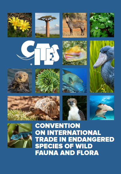 AnimalEthics39C's tweet photo. In 2019, the U.S. FWS added scarlet macaws to the Endangered Species Act, and they are protected by CITES since 1985. These laws ensure that scarlet macaws are protected against the illegal international wildlife trade. #39canimals 
https://t.co/SMtx7rvBWc
https://t.co/oMKwentFT8 https://t.co/PwmeWS5lyW