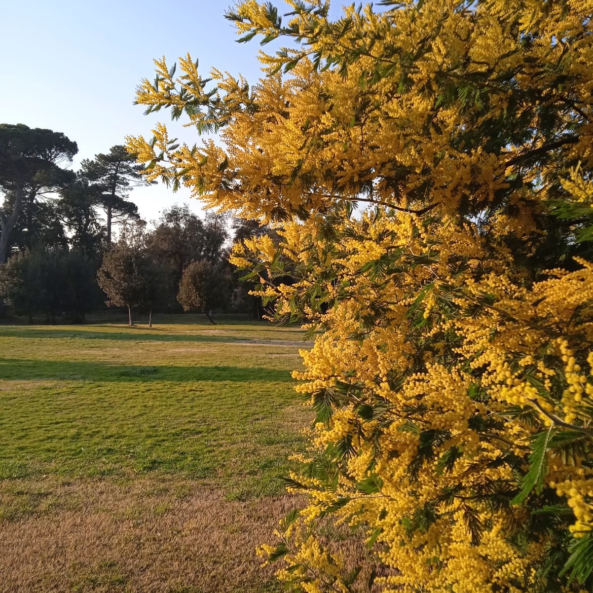 LuisaCasoAParte's tweet photo. Oggi dedico questo fiore a chi resiste, a chi lotta per salvare i propri cari, i propri figli a costo della propria vita: a tutte le donne e gli uomini occupati da una guerra ingiusta!
#Peacemaker
#NonWar
#NoWarInUkraine
#NoWarInPalestine
#NoWarInTheWorld https://t.co/ZkRvos7FSs