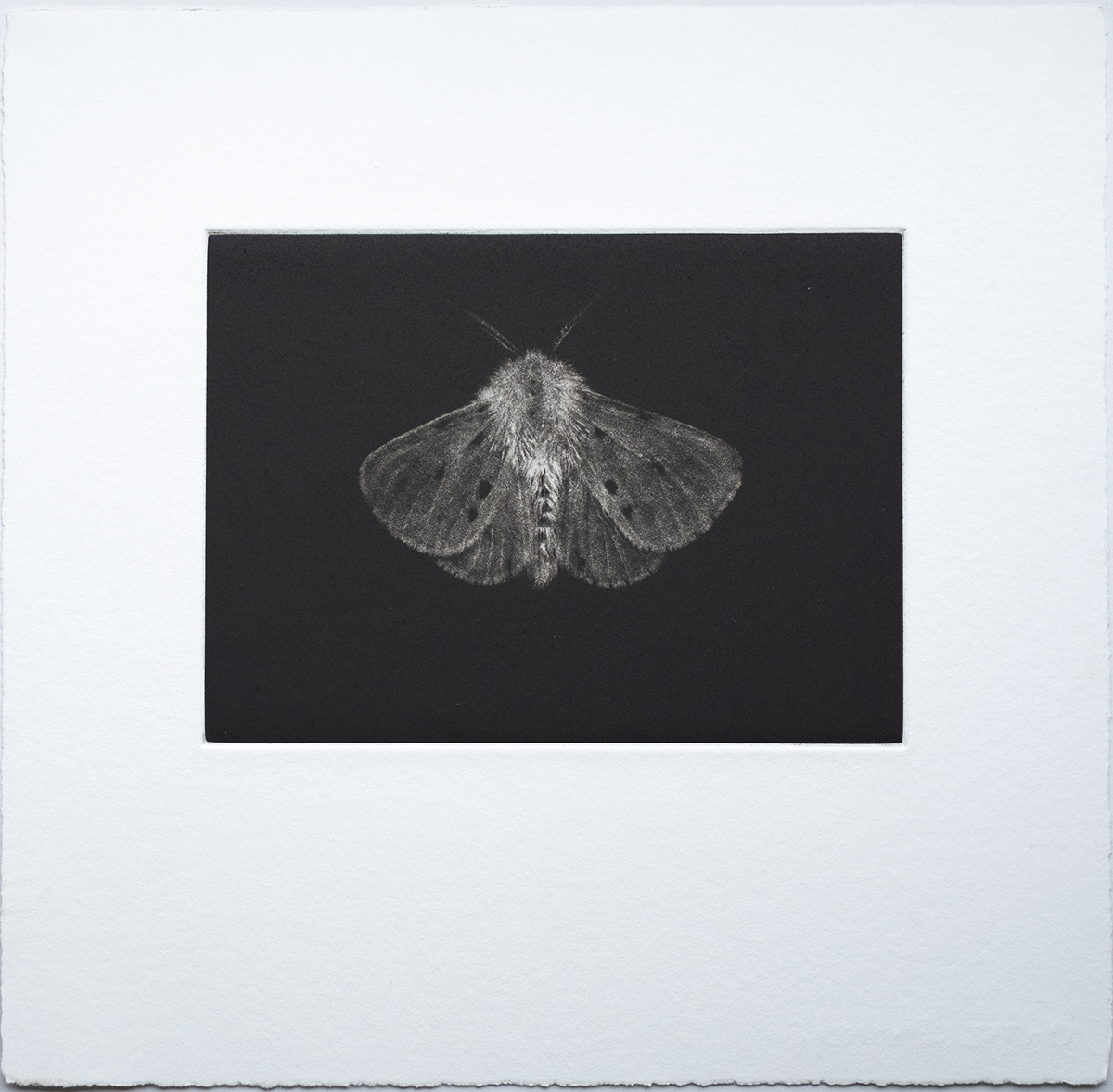 Sarah Gillespie - Muslin Moth - Sepia Edition, 2022. Edition 10, 

Explore more of Sarah's original prints and works on paper by appointment and visit the gallery. All works also available via our Online Print Shop, link in bio.