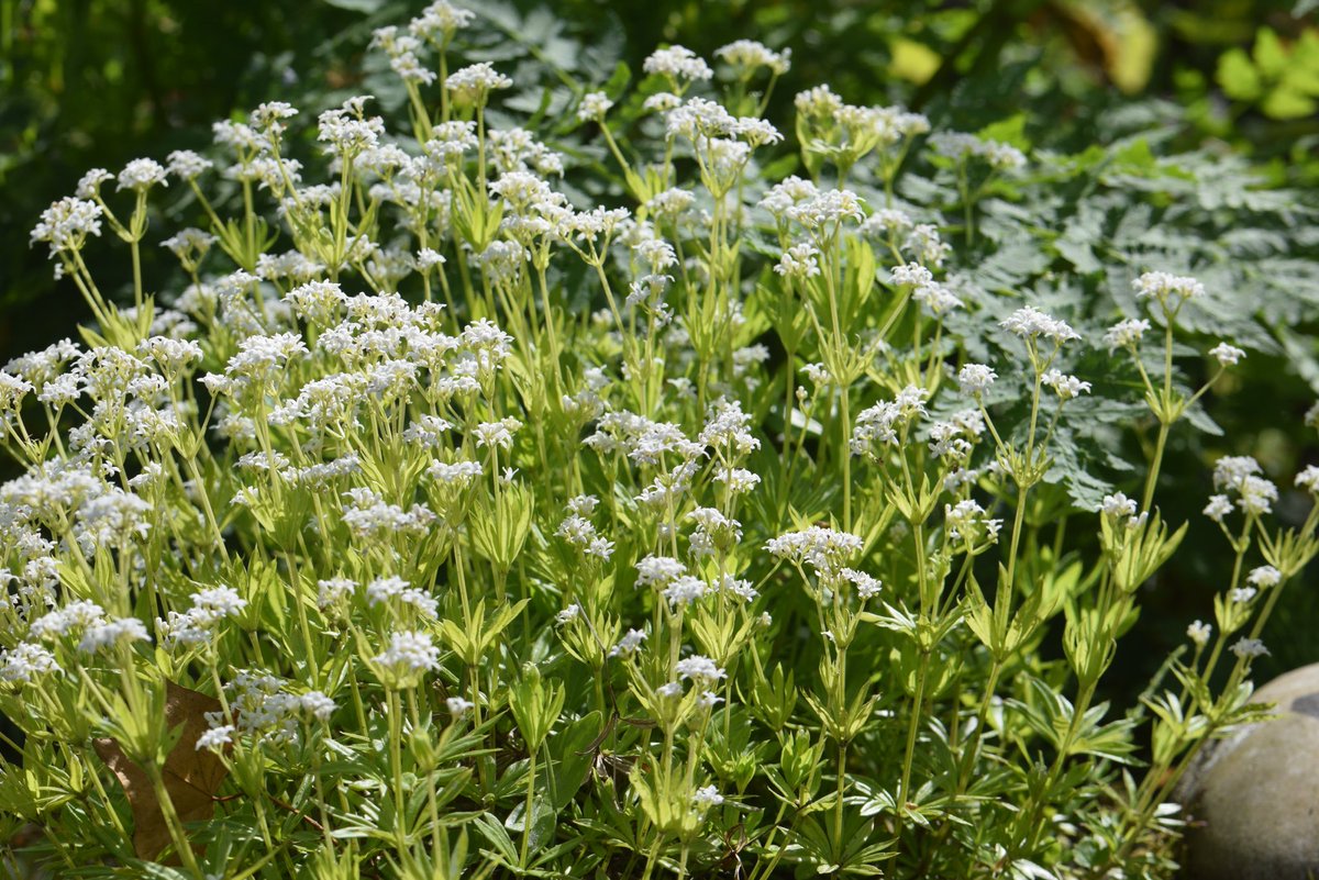 Vandaag #vrouwendag, ook in Domies Toen. Vrouwenmantel, nog niet in bloei, maagdenpalm, nu al in bloei, samen weer #Oekraine, met lievevrouwebedtro, verlangen naar vrede. Allemaal #stinzenplanten.