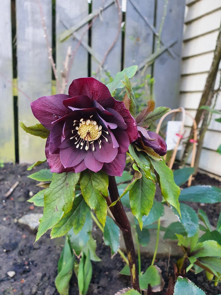 pocketrocket05's tweet photo. Well Hello Beautiful....Exciting time of year, a peek of colour and unfurling of leaves. #SpringIsComing #hellibore https://t.co/RGC57l7NlI