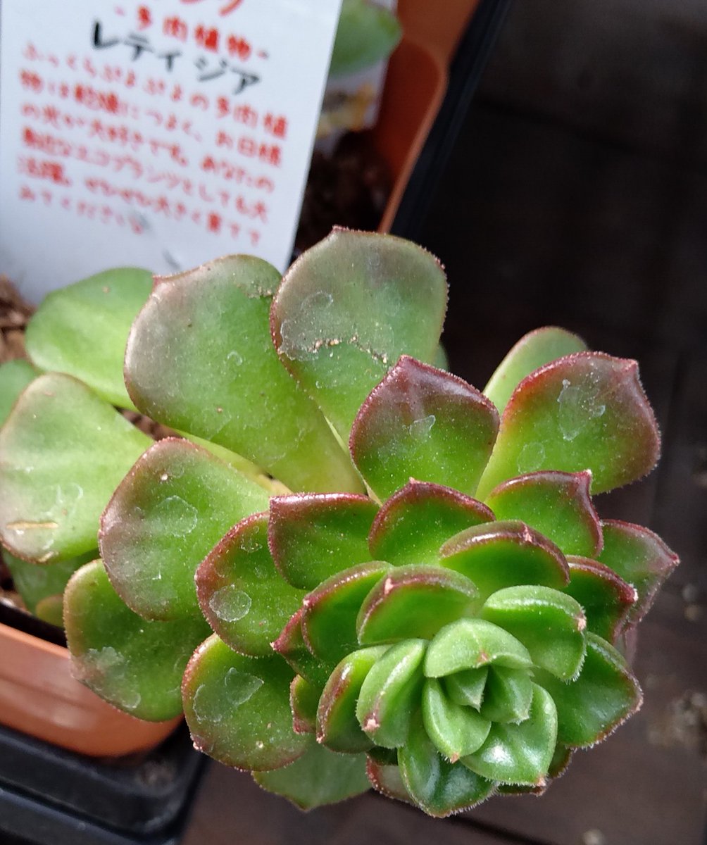 多肉植物 謎 2025.06.02.☀️ farm PALK Original 