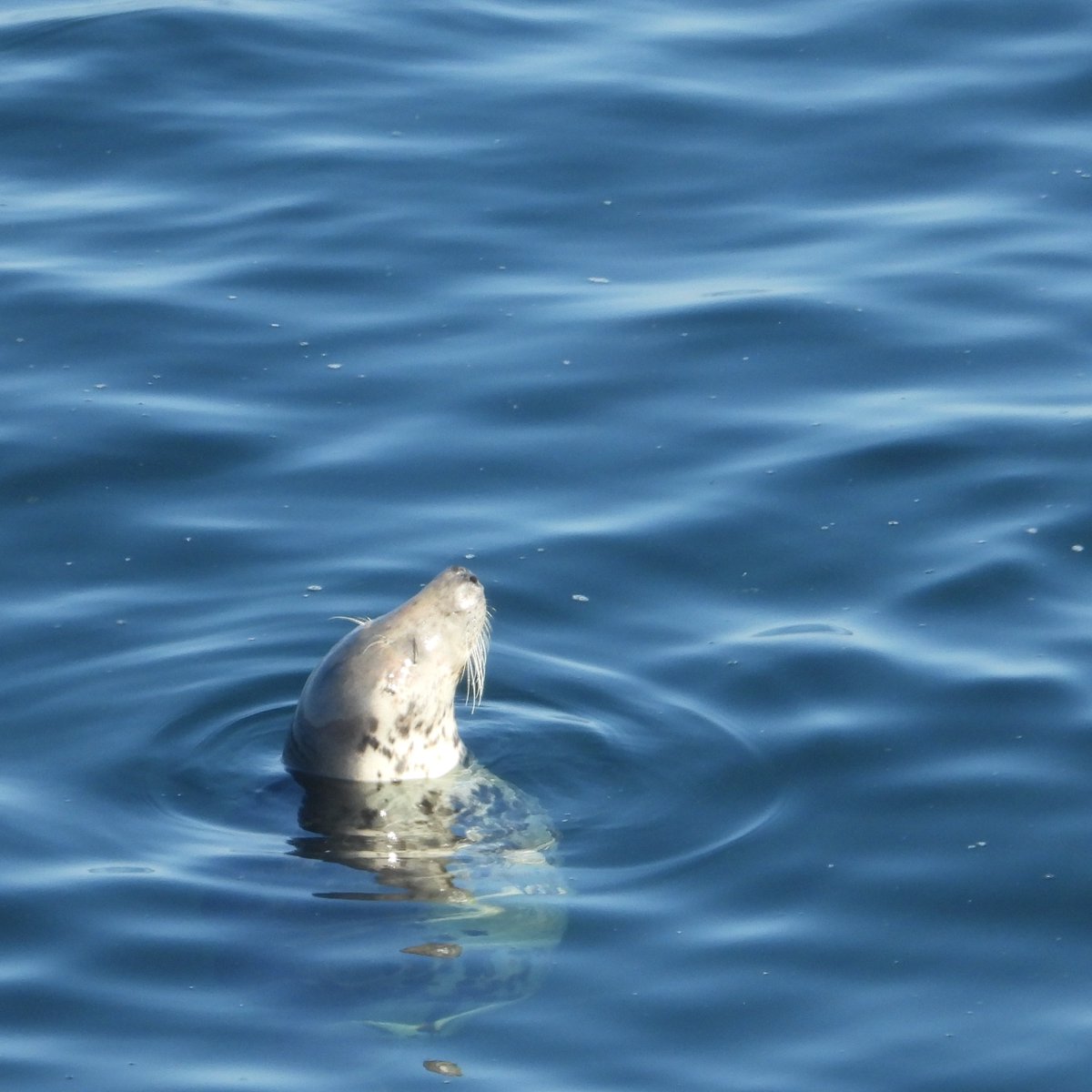 Did you know that ringed seals are less vocal than grey seals?

Researchers including M. S. Prawirasasra at Tallinn University of Technology have recently been studying the ambient sounds in the Gulf of Riga.

You can access the research report here: mdpi.com/2077-1312/9/8/…