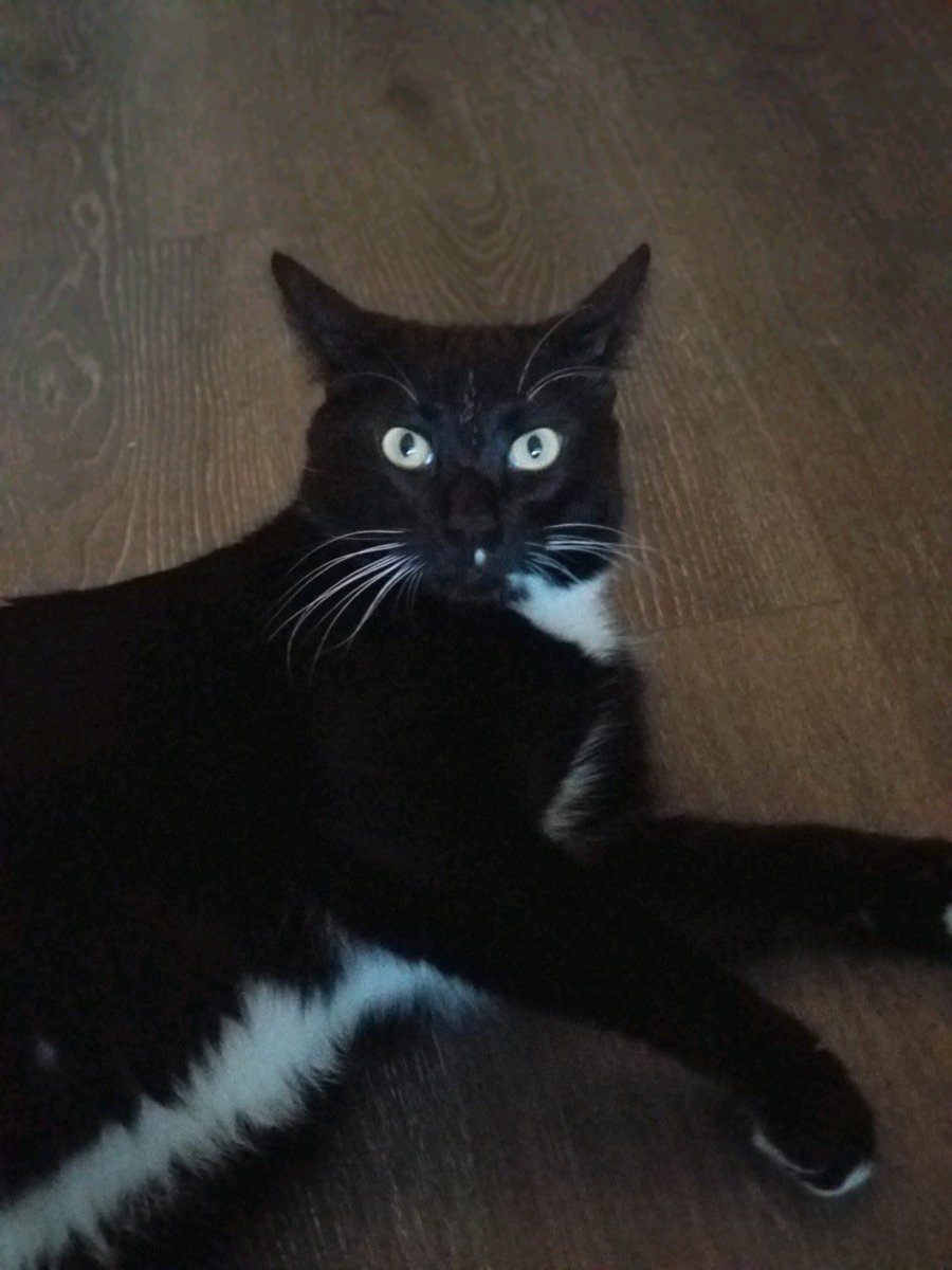 ImBuzztheCat's tweet photo. The Buzzer announces its Tempestuous Tuesday…
#cats #cat #catsofintagram #catsagram #catlover #pets #catpics https://t.co/ZWwfpQ1dpI