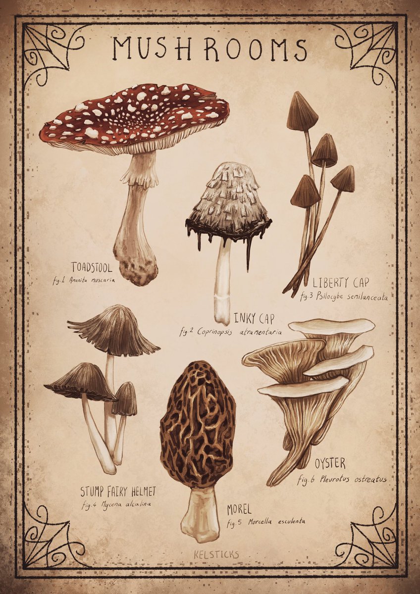 kel_sticks's tweet photo. Mushrooms. That’s it that’s the post. https://t.co/XDDHyOTj3j