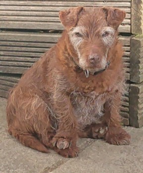 MissingPetsGB's tweet photo. 🐕 #lostdog #urgent #missing

BORIS is elderly, deaf &amp; partially sighted-
He wandered off about 5.30pm Monday 7 March in #Hannington #RG26 #Hampshire
BORIS is chipped, neutered &amp; has 
Immense grey eyebrows &amp; patchy nose fur.
Please RT and contact if seen🙏 https://t.co/122e2Wk22I https://t.co/gtCzd43zeR