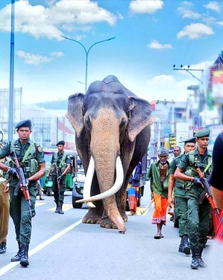 LASITHDISSANAY3's tweet photo. Definitely, the most famous #elephant🐘 in #SriLanka , Nadungamuwe Raja, passed away at the age of 69. He has been the main casket bearer of the procession of Esala since 2005.

After more than 60 years of #slavery, he is finally free.

#lka #nadungamuweraja https://t.co/VwkY2PT5oV