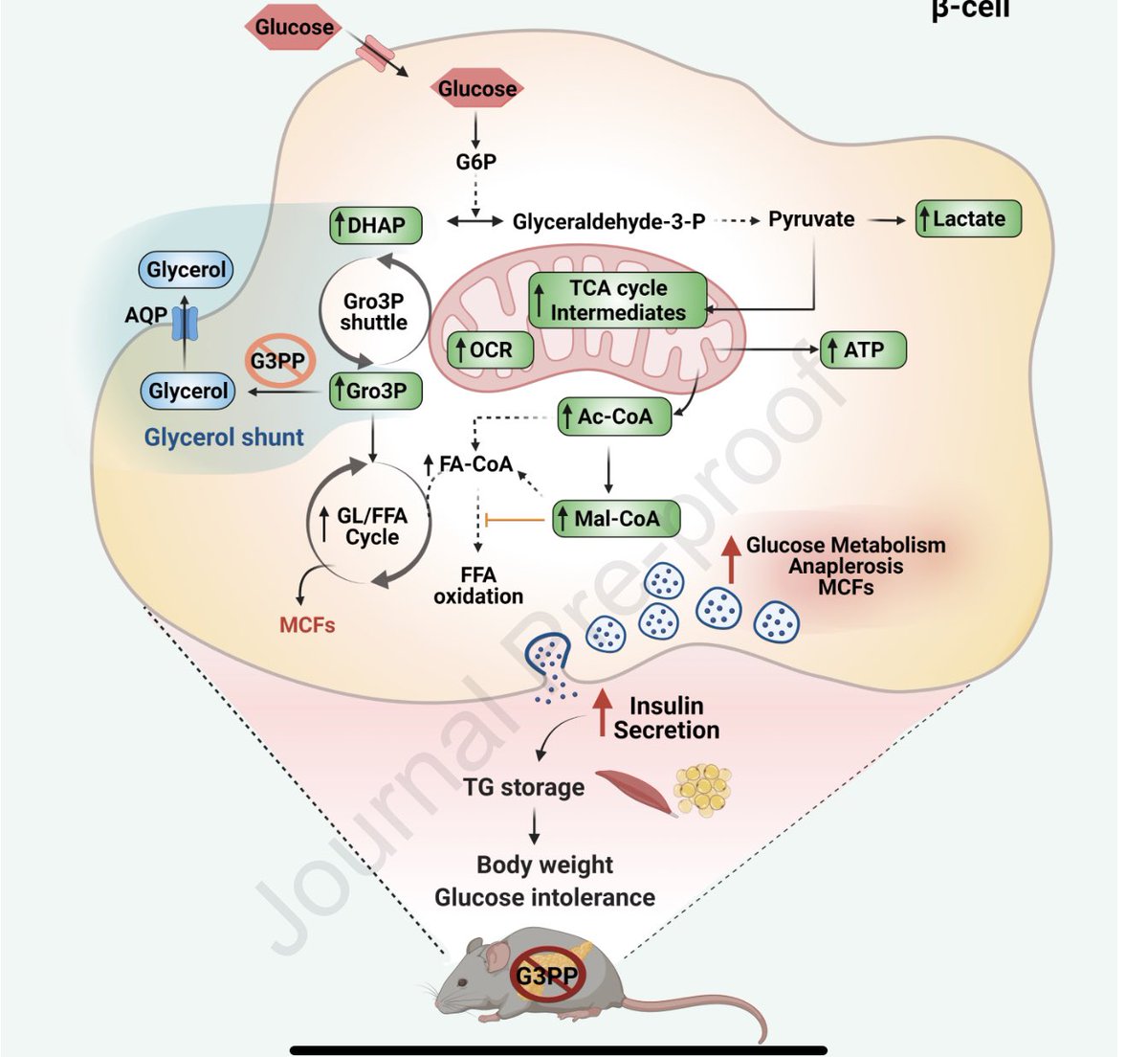 DanielJDrucker's tweet photo. “We propose that that the glycerol shunt plays a role in preventing
#insulin hypersecretion and excess body weight gain and contributes to ß-cell mass preservation in mice in the face of hyperglycemia” New from the Prentki lab @MDRC_CRDM @MolMetab https://t.co/ULgw1xiWpu https://t.co/5XEV59UuZJ