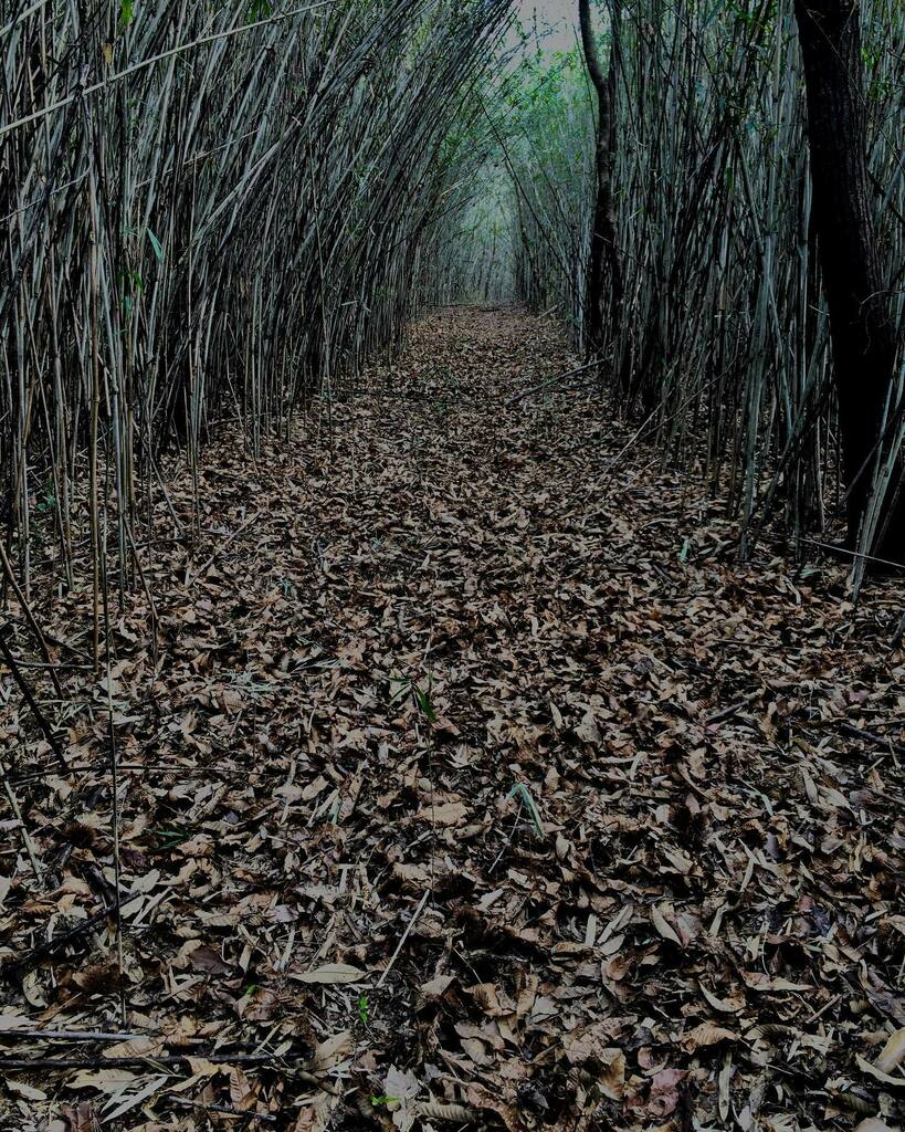 takuji_ichikawa's tweet photo. Today’s running trail
#trailrunninglife #trailwalking #runningpath #bambootrail https://t.co/1AR2CFpQu4