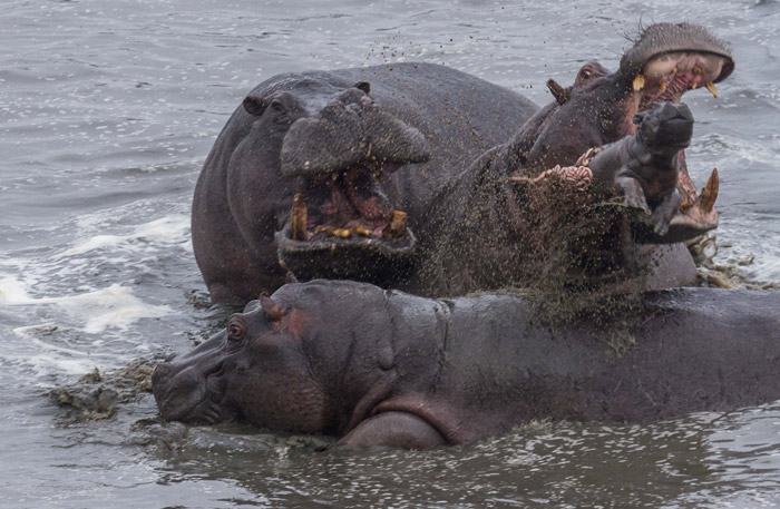 WildfriendsUG's tweet photo. If dominant #hippo is brutally thrown out of the pod by another, calvesπ¦ face consequences. In order to mate with as many females as possible, new bull may kill calves fathered by fallen bulls.
Here, the mother was helplessπ°
#ExploreUgamda
#IWD2022 #IWD
#Africansafari #Hippos https://t.co/PqeNLdzipr