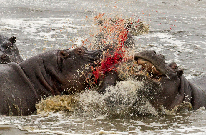 WildfriendsUG's tweet photo. If dominant #hippo is brutally thrown out of the pod by another, calvesπ¦ face consequences. In order to mate with as many females as possible, new bull may kill calves fathered by fallen bulls.
Here, the mother was helplessπ°
#ExploreUgamda
#IWD2022 #IWD
#Africansafari #Hippos https://t.co/PqeNLdzipr