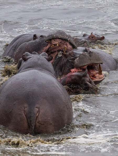 WildfriendsUG's tweet photo. If dominant #hippo is brutally thrown out of the pod by another, calvesπ¦ face consequences. In order to mate with as many females as possible, new bull may kill calves fathered by fallen bulls.
Here, the mother was helplessπ°
#ExploreUgamda
#IWD2022 #IWD
#Africansafari #Hippos https://t.co/PqeNLdzipr