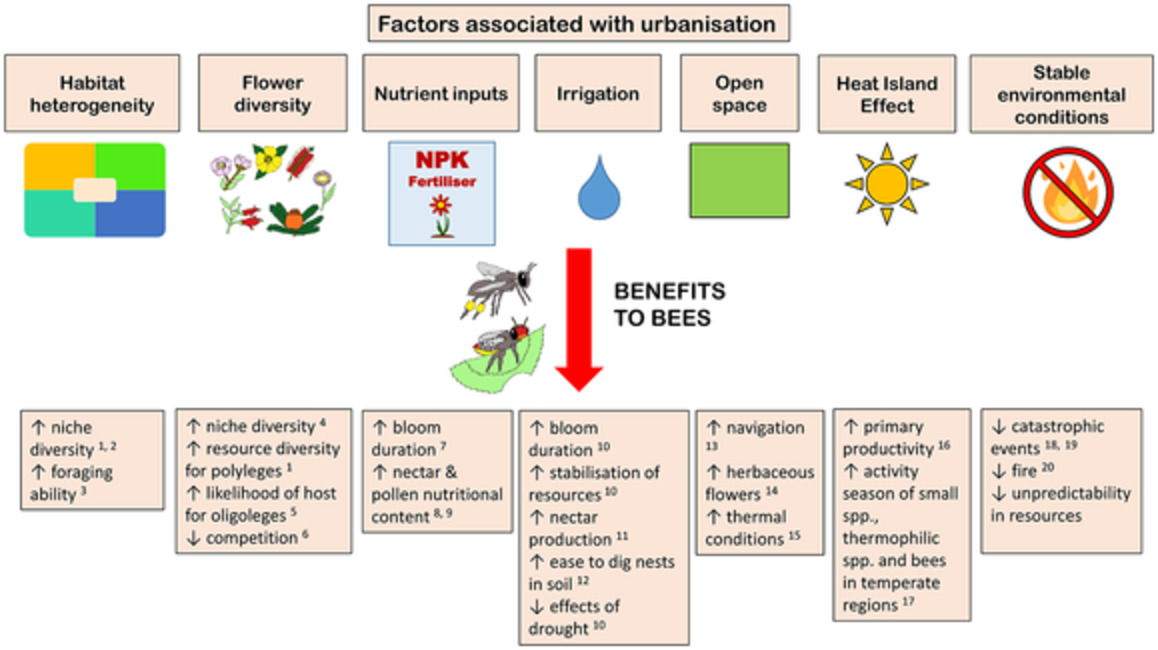 A global review of determinants of native bee assemblages in urbanised landscapes
#OpenAccess

onlinelibrary.wiley.com/doi/10.1111/ic…

#entomology #science #insects #research #publication #article #cities #conservation #ecology #ecologicaltraits #knowledgegaps #pollinators #urbanecology