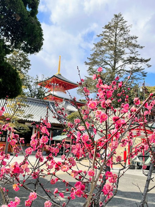 中山寺の梅林梅まつり22 開花状況や見頃 ライブカメラなど 情報発信ブログサイト Blue Rose
