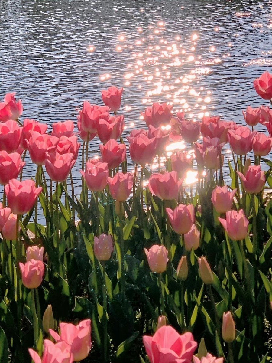 SJionama's tweet photo. Tulips are the most romantic copy of spring https://t.co/gvIZ7NwJUI