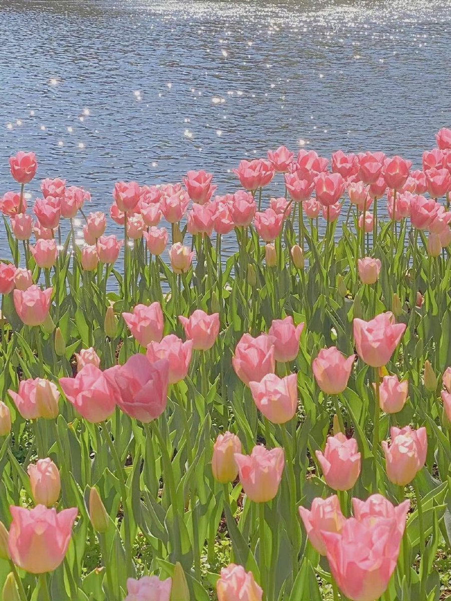 SJionama's tweet photo. Tulips are the most romantic copy of spring https://t.co/gvIZ7NwJUI
