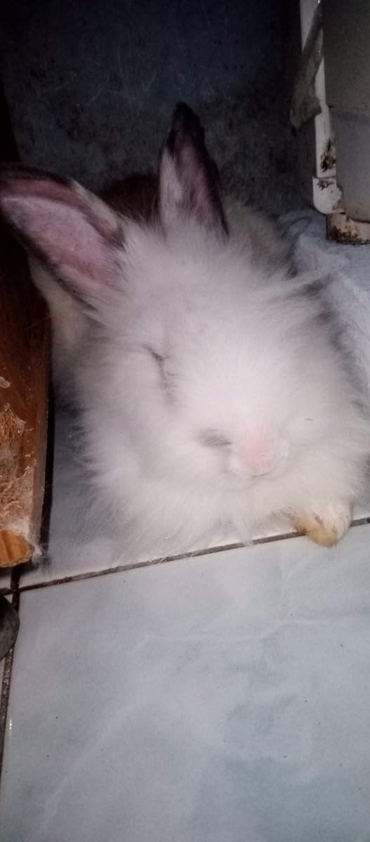 ROSE $1000 ☘️ (@hirosecityx) on Twitter photo 