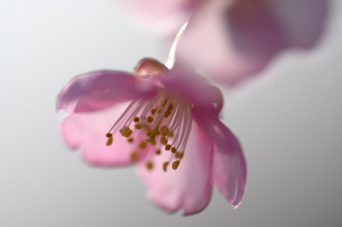 turbou3's tweet photo. 咲き始めっていいよね🌸🌼
#ガーデニング #家庭菜園  #花好きな人と繋がりたい https://t.co/2rTQWT4dmK