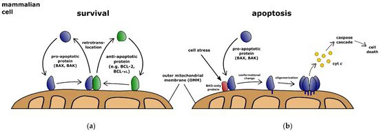 Biology_MDPI's tweet photo. How Do Hexokinases Inhibit Receptor-Mediated Apoptosis? https://t.co/kLfwQ4muPh #mdpibiology via @Biology_MDPI @UniLeipzig 

#cell_death #BCL_2_proteins #cancer #immunotherapy #BH3_profiling https://t.co/HkTnfvcuBz