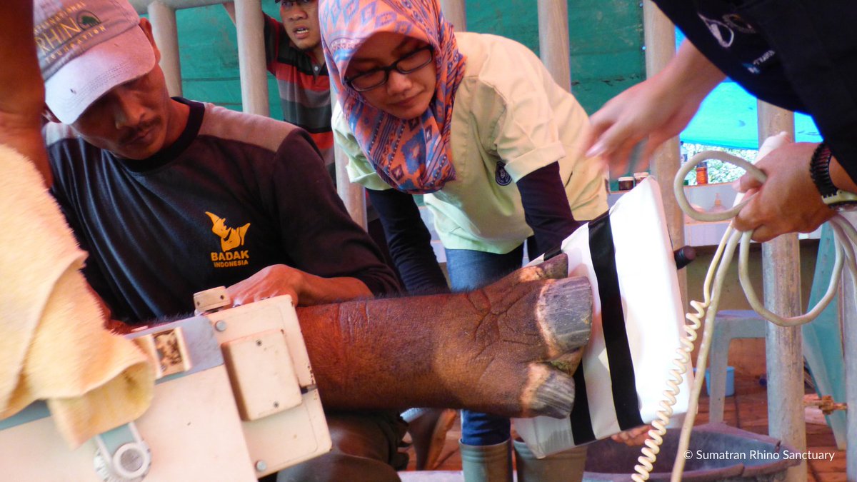 Women like Dr Agvinta Nilam inspire us every day. As vet at the Sumatran Rhino Sanctuary, Dr Nilam put her passion into her work to save a species that's on the edge of extinction. 
Find out more about Dr Nilam: lght.ly/47883dc
#InternationalWomensDay #WomenInScience