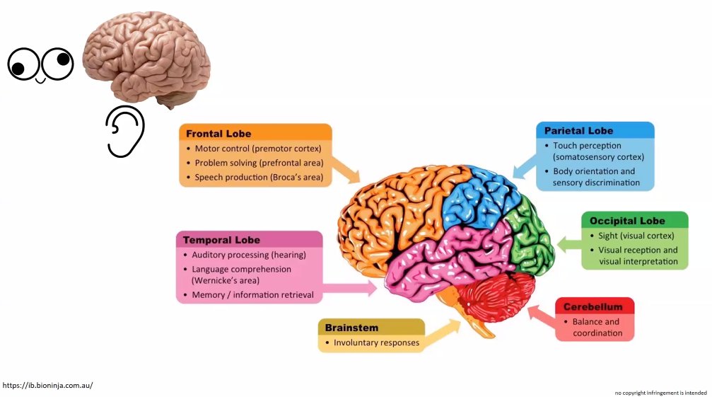 STARTSchools's tweet photo. Thank you to all the schools who joined us for today's #STARTcompetition Meet the Scientist webinar.
Dr. Michelle Roche told us about being a Neuroscientist, how our brain works, how to keep it healthy, and why we should go to bed early!
See you next week https://t.co/3bcyXvBGfs https://t.co/ggfWBzWbhe