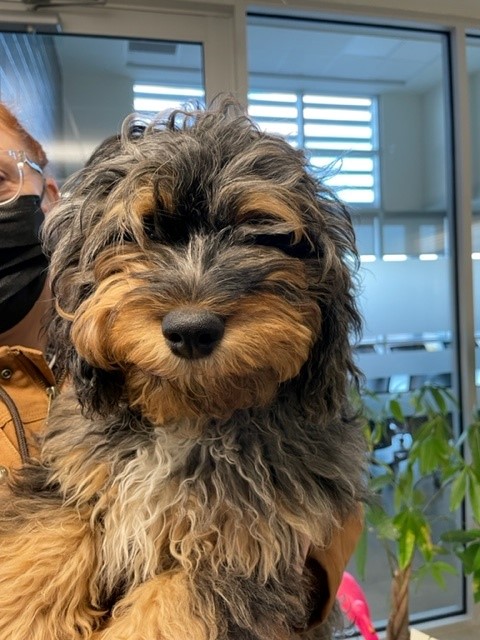 Lose a dog? This cutie was found on McNicholl Circle this morning. Please contact the Humane Society.