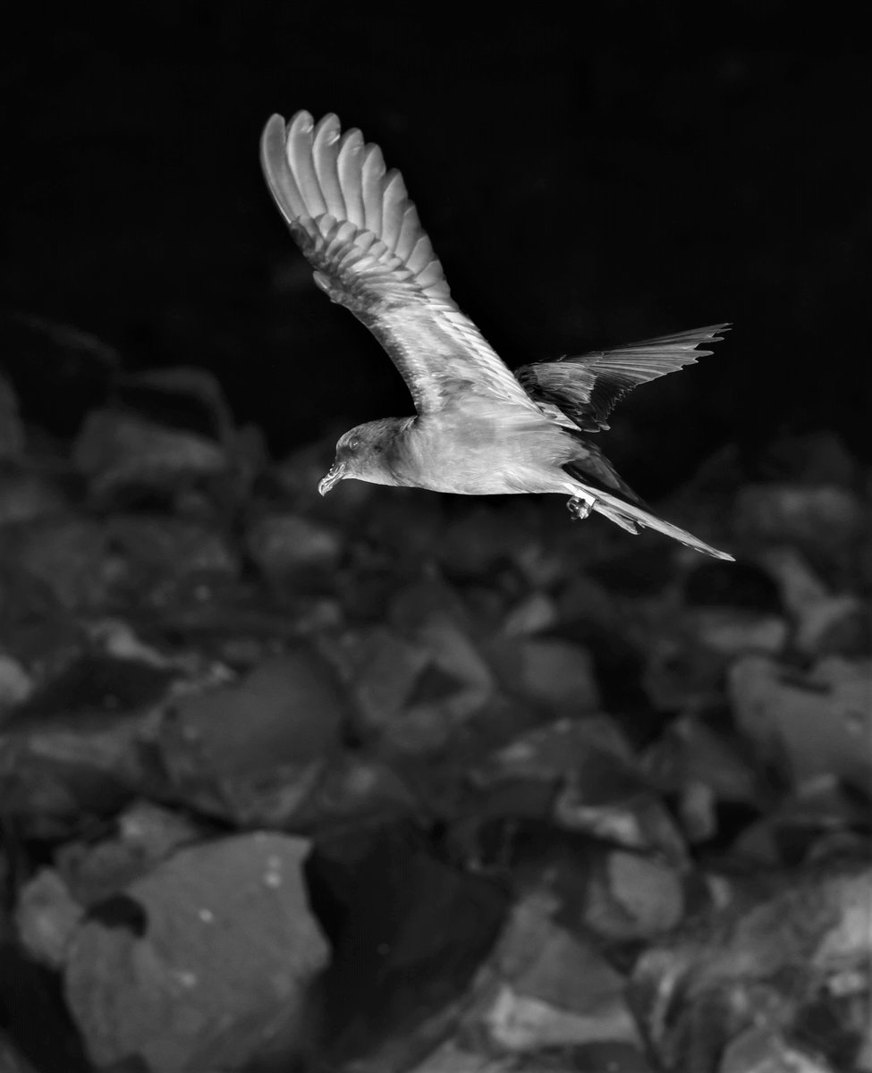 Seabird Ecology Lab (@seabirdecology) on Twitter photo Yda in one night in #CimaIslet <a href="/bart_vercruysse/">Bart Vercruysse</a> got 60 amazing📸of 3 #seabird💪: Bulwer's #petrels, #Boyd's #shearwaters & CapeVerde #StormPetrels. But look at this stunning image of a Bulwer's petrel with one of our #geolocators on the leg!!😲😲😍😍 What are the chances!?😱😱 Yda in one night in #CimaIslet <a href="/bart_vercruysse/">Bart Vercruysse</a> got 60 amazing📸of 3 #seabird💪: Bulwer's #petrels, #Boyd's #shearwaters & CapeVerde #StormPetrels. But look at this stunning image of a Bulwer's petrel with one of our #geolocators on the leg!!😲😲😍😍 What are the chances!?😱😱
