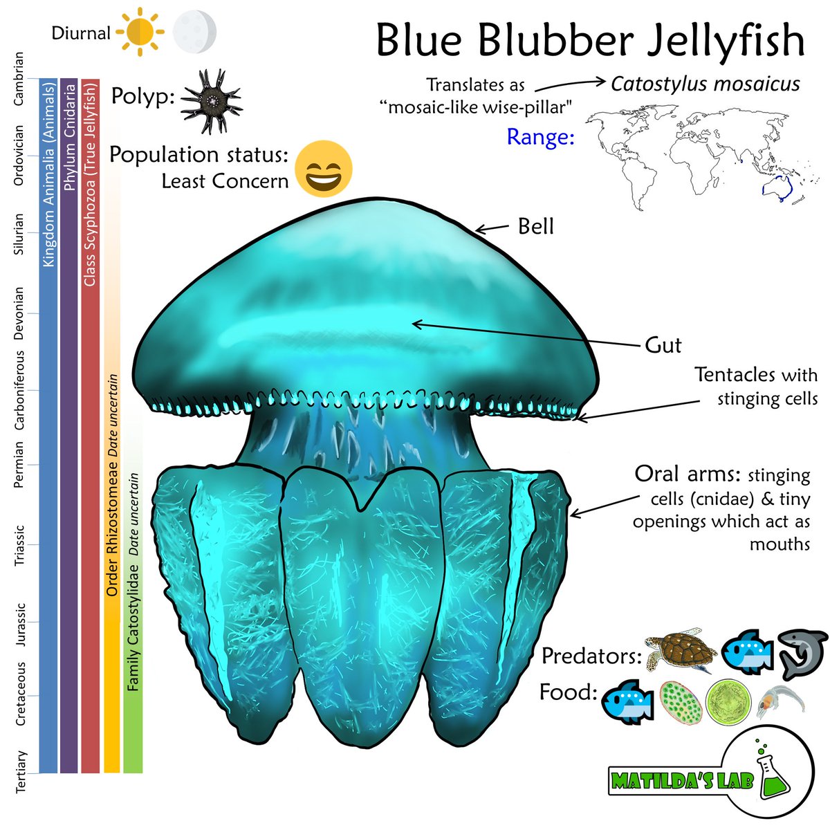 MatildasLab's tweet photo. I've been waiting for Matilda to open up this section of the #MapOfLife for ages and it finally happened this week. We have our first #Cnidarian, the Blue Blubber #Jellyfish https://t.co/vy37RrDdg7